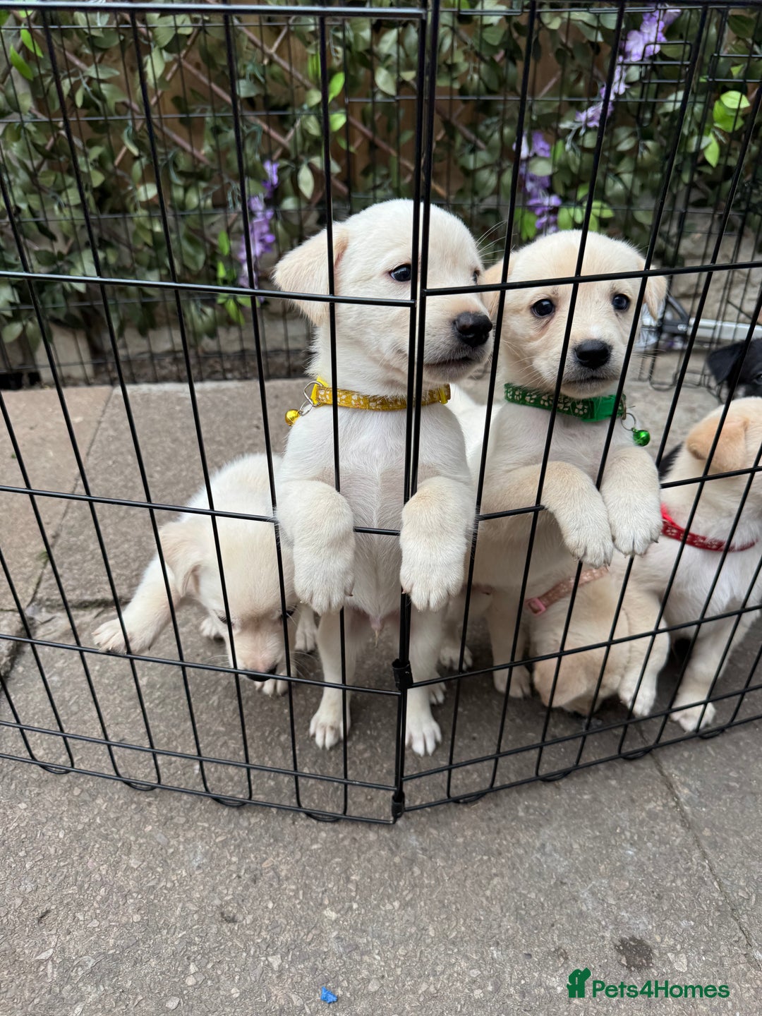 Mixed Breed dogs for sale: Beautiful Puppies looking for their forever home♥️ - Image 25