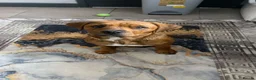 Mixed Breed dogs for sale: Katsu - Advert 3