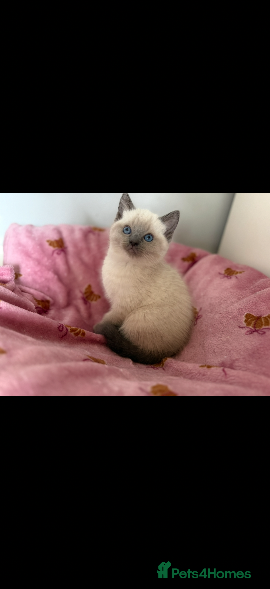Mixed Breed cats Beautiful Ragdoll Cross Kittens – Available - Advert 2