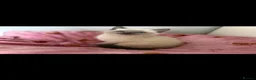 Mixed Breed cats for sale: Beautiful Ragdoll Cross Kittens – Available - Advert 1