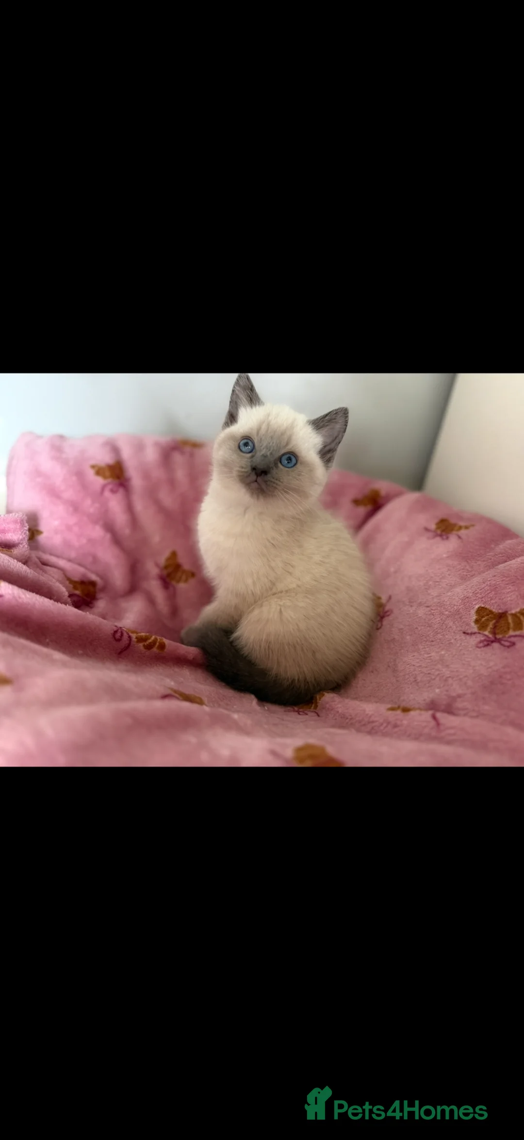 Mixed Breed cats for sale: Beautiful Ragdoll Cross Kittens – Available - Advert 1