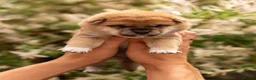 Japanese Shiba Inu dogs for sale: Quality Japanese akita inu - Advert 6