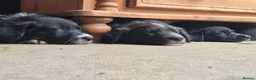 Border Collie dogs for sale: Beautiful fluffy collies - Advert 4