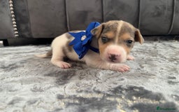 Jack Russell dogs for sale: Beautiful Jack russell puppies for sale  - Image 23