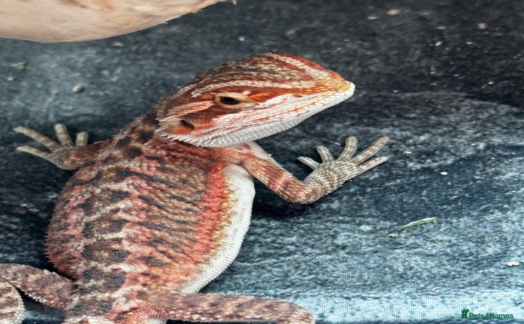 Bearded Dragon reptiles - Advert 1
