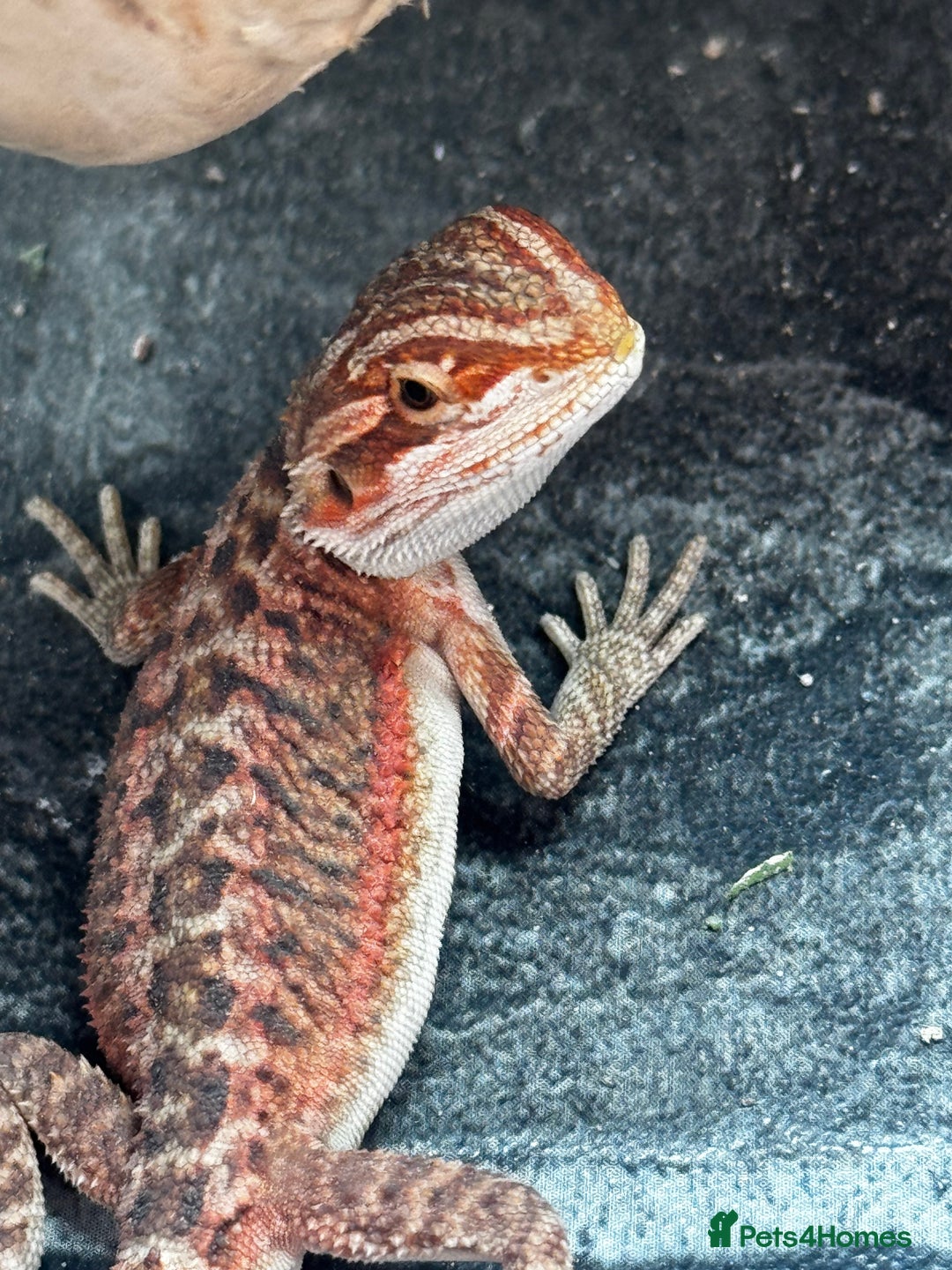 Bearded Dragon reptiles for sale: Red Monster x G-Stripe Dunner Baby Bearded Dragons - Image 1