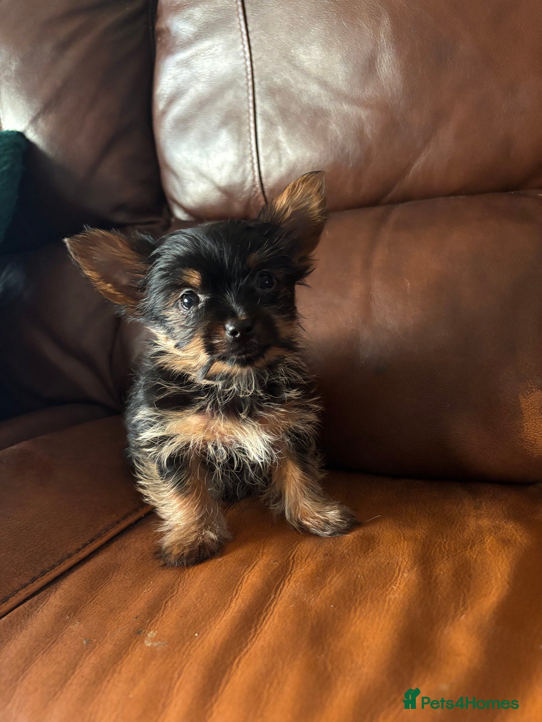 Yorkshire Terrier dogs for sale: Stunning miniature Yorkshire terrier puppies - Advert 13