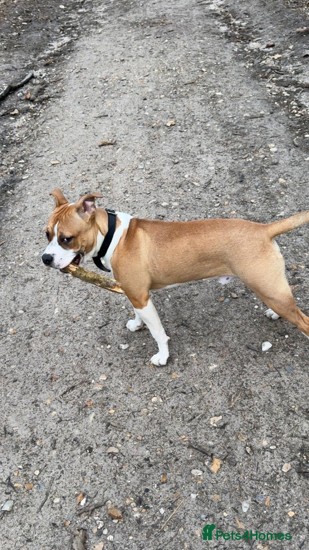 Staffordshire Bull Terrier dogs for sale: staffy for sale  - Image 8