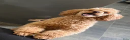 Toy Poodle dogs for sale: Toy poodle puppies  - Advert 24