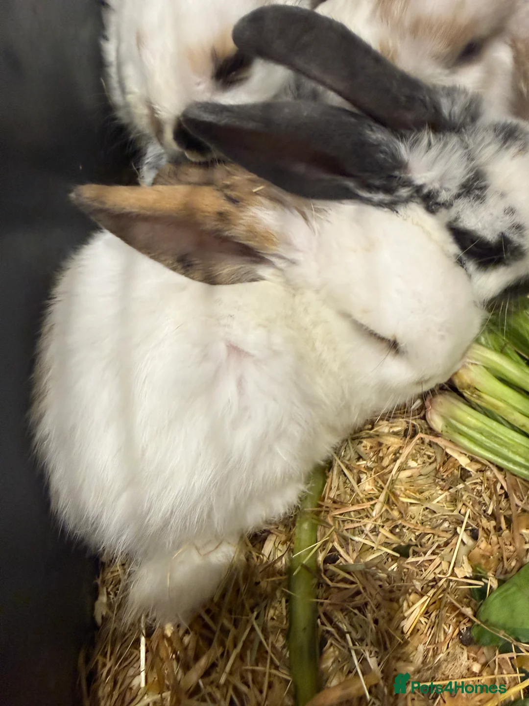 Mini Lop rabbits for sale: Baby Rabbits Looking for Loving Homes  - Advert 2