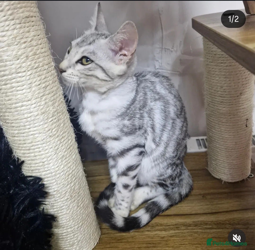 Bengal cats for sale: Rare 💎Silver💎 female bengal Active TICA reg - Advert 5