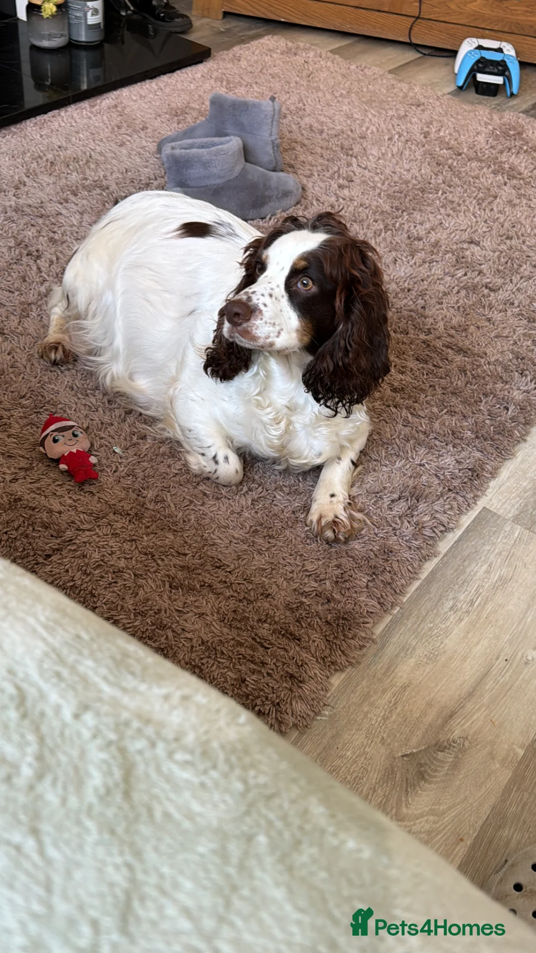 Cocker Spaniel dogs for sale: Show cocker spaniel puppies ready in 3 weeks  - Advert 15
