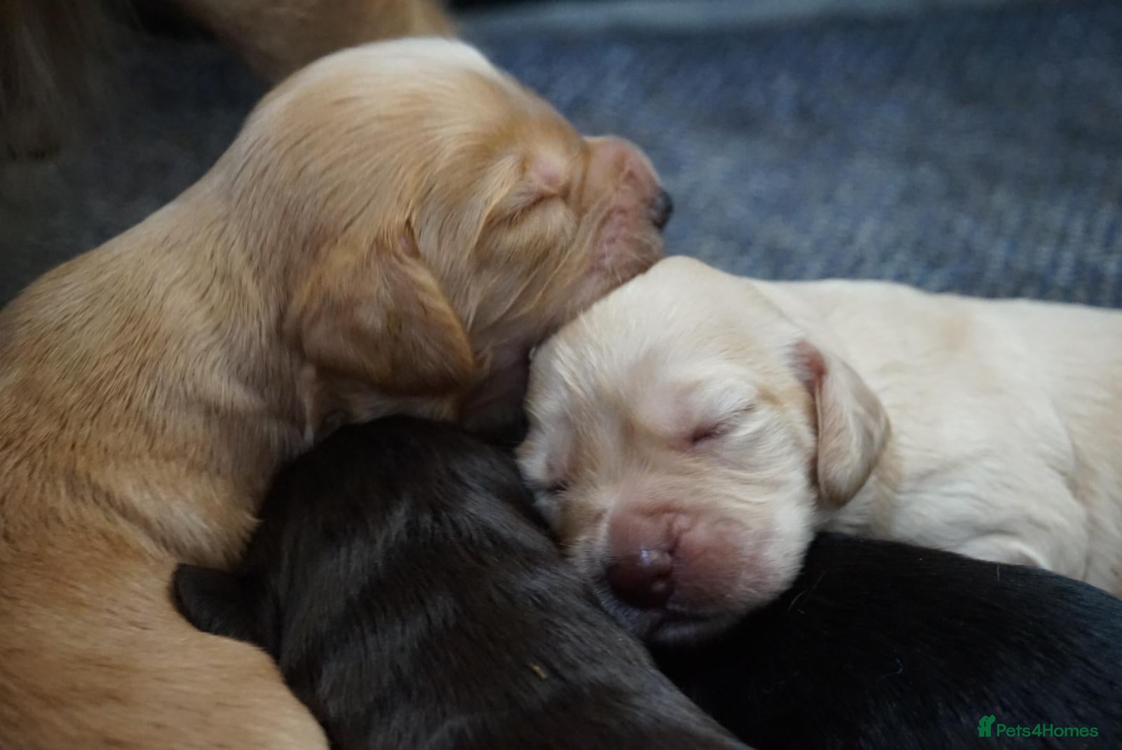 Cocker Spaniel dogs for sale: Cocker Spaniel puppies in Diss - Advert 7