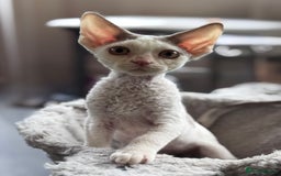 Devon Rex cats for sale: Adorable pedigree Devon Rex  - Image 9