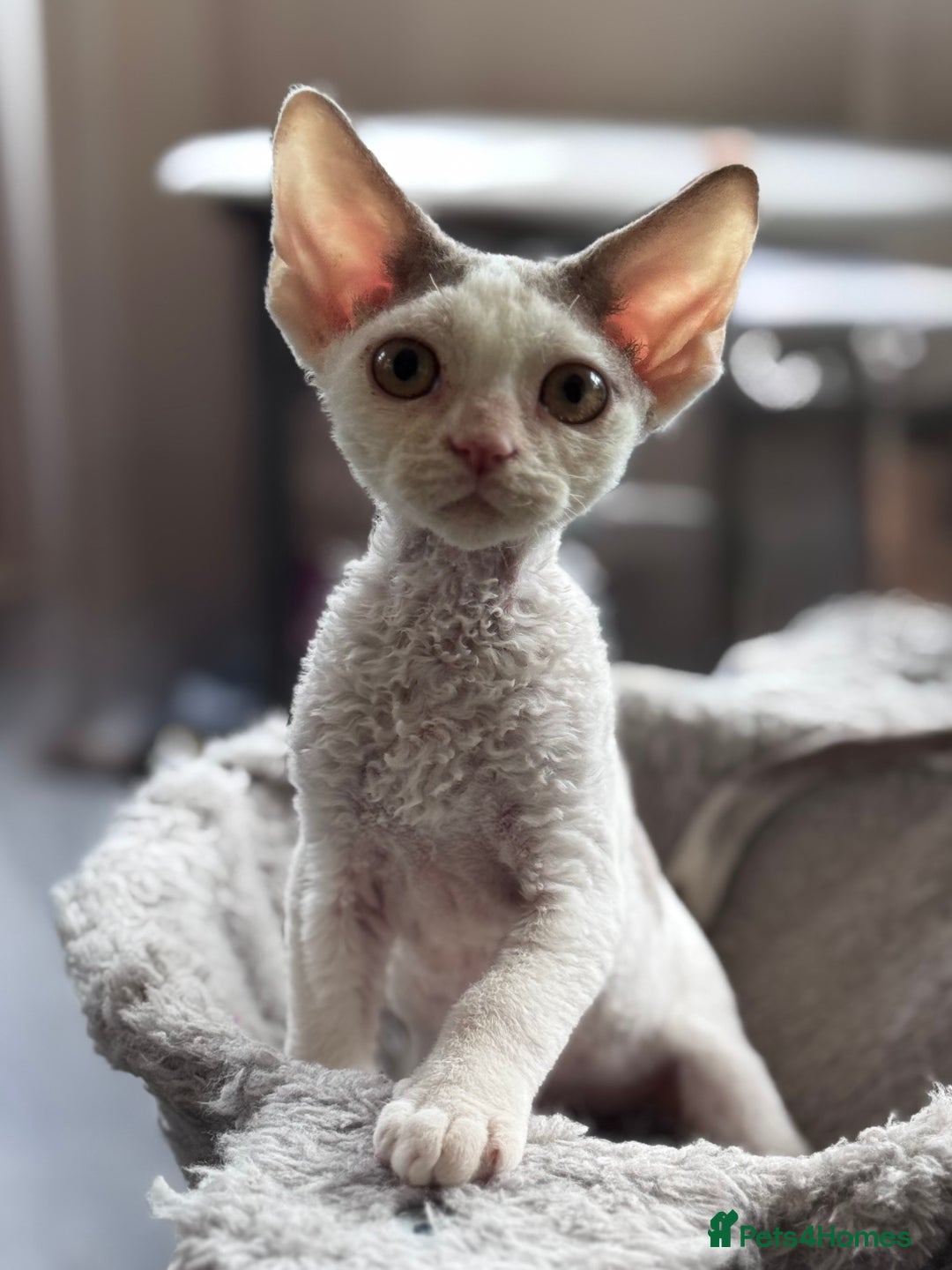 Devon Rex cats for sale: Adorable pedigree Devon Rex  - Image 9