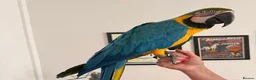 Macaws birds for sale: Beautiful Big Blue And Gold Macaw - Advert 2