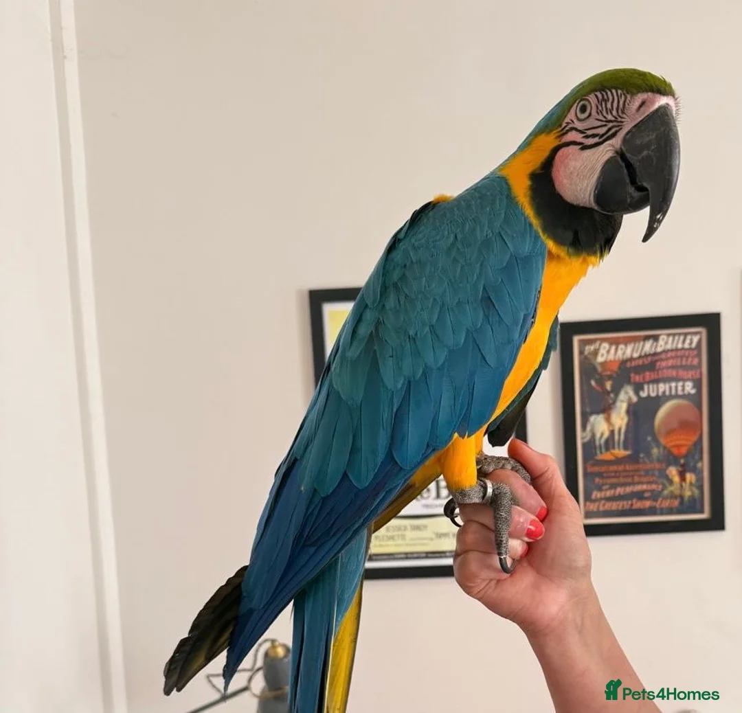 Macaws birds for sale: Beautiful Big Blue And Gold Macaw - Advert 2