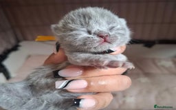 British Shorthair cats for sale: 🩷COMING SOON BUSHTAIL BABIES💙 - Image 9