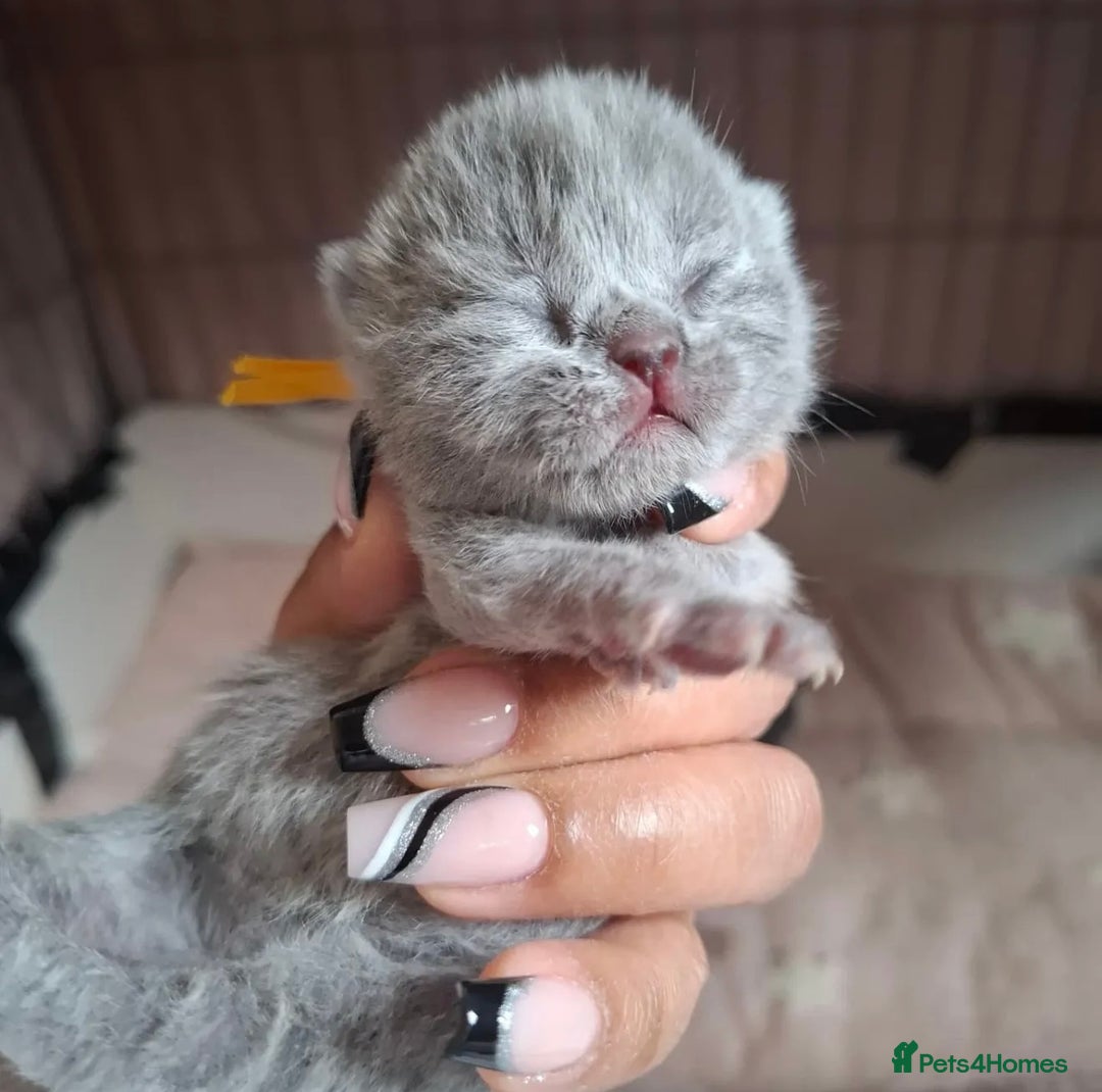 British Shorthair cats for sale: 🩷COMING SOON BUSHTAIL BABIES💙 - Image 9