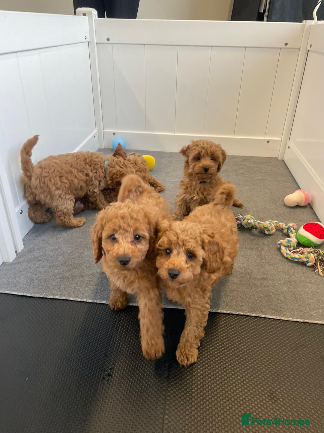 Cockapoo dogs for sale: F2 Cockerpoos Ready for their new homes. - Advert 9