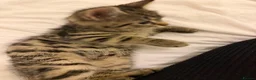 Mixed Breed cats for sale: Kittens  - Advert 10