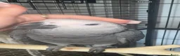 Parrots birds for sale: Beautiful african greys ready now  - Advert 3