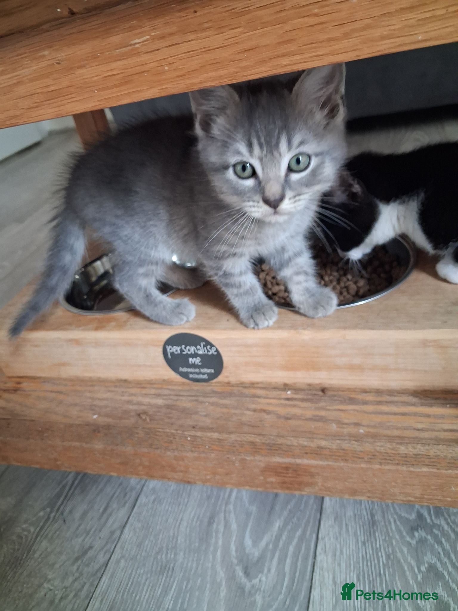 Mixed Breed cats Beautiful.cuddly and playful mixed kittens  - Advert 17