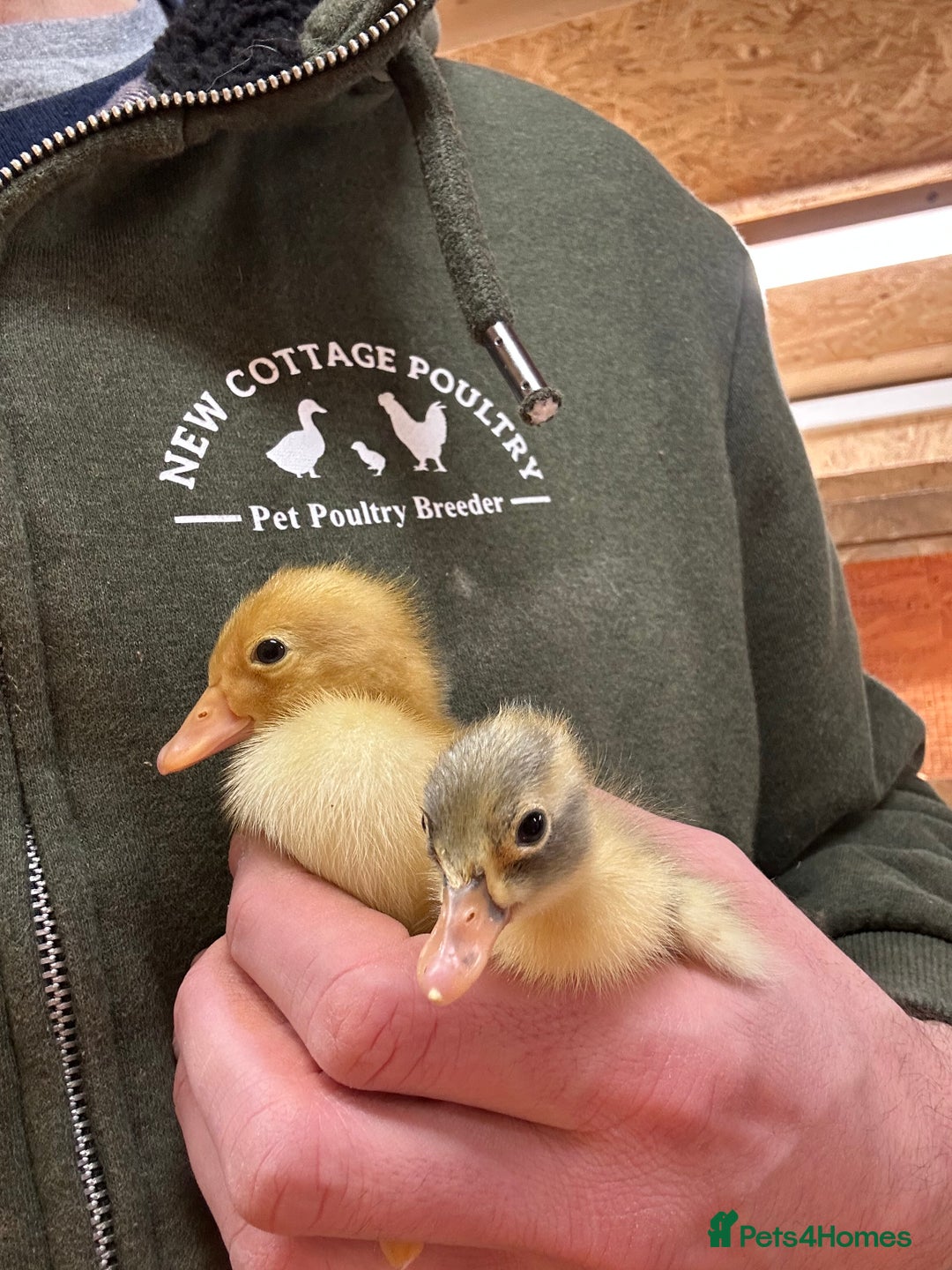 Ducks poultry for sale: Indian Runner Ducklings  - Advert 1