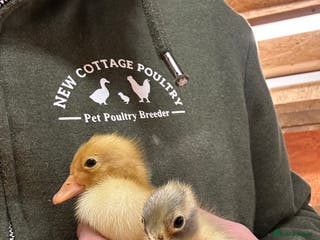 Ducks poultry Indian Runner Ducklings - Advert 4