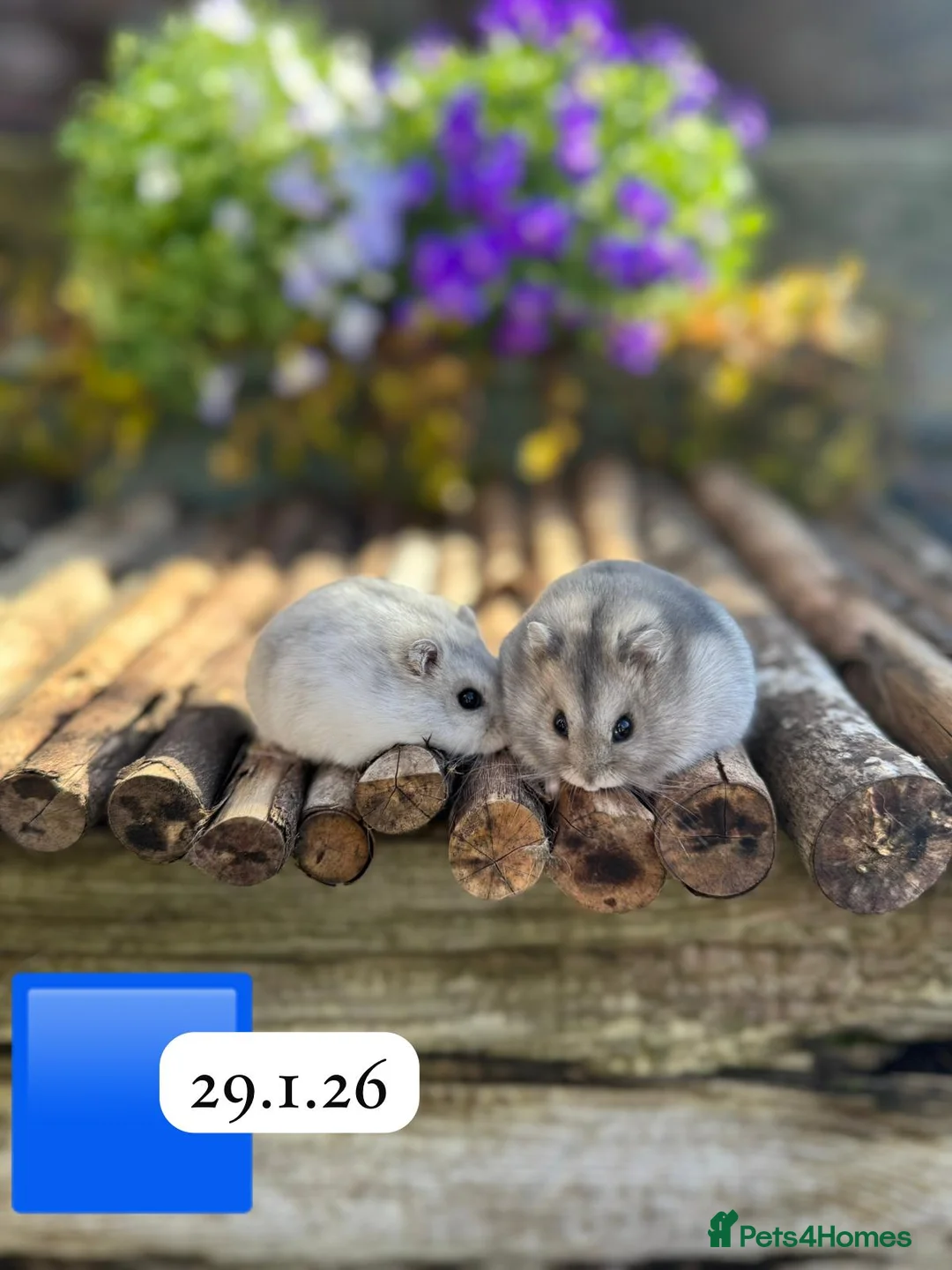 Hamster rodents for sale: Beautiful baby winter white russian dwarf hamsters - Advert 1