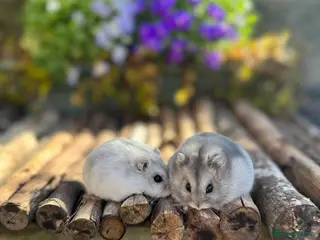Hamster rodents Beautiful baby winter white russian dwarf hamsters - Advert 7