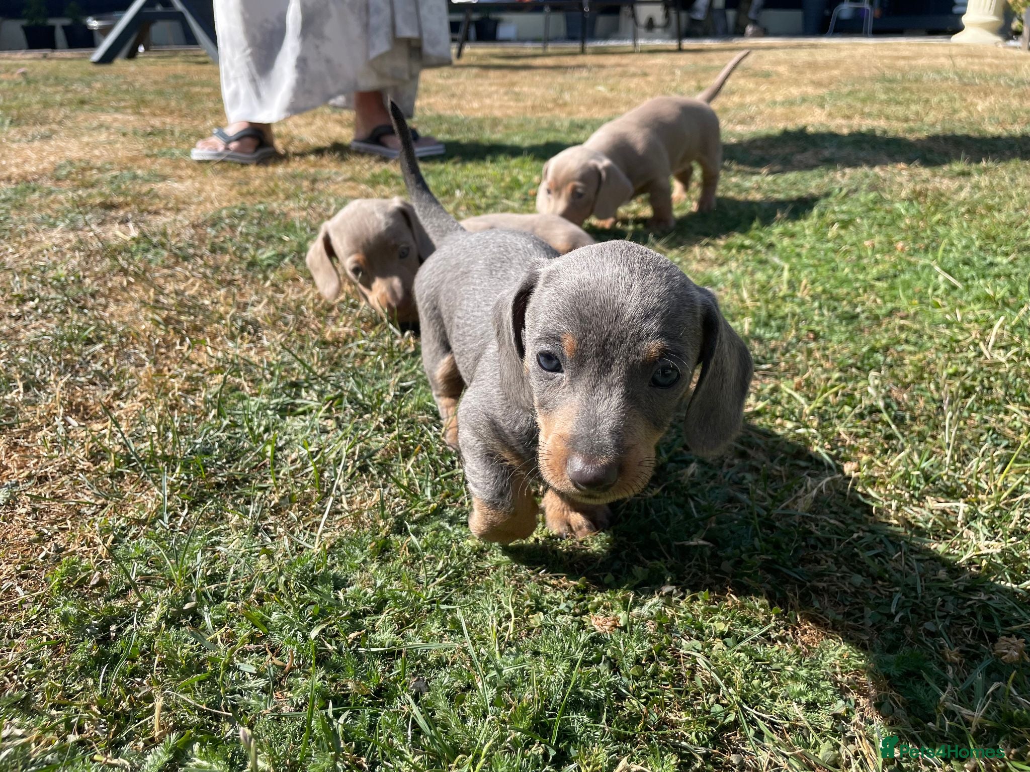 Miniature Dachshund dogs Ready to leave!! - Miniature Dachshund Puppies  - Advert 2