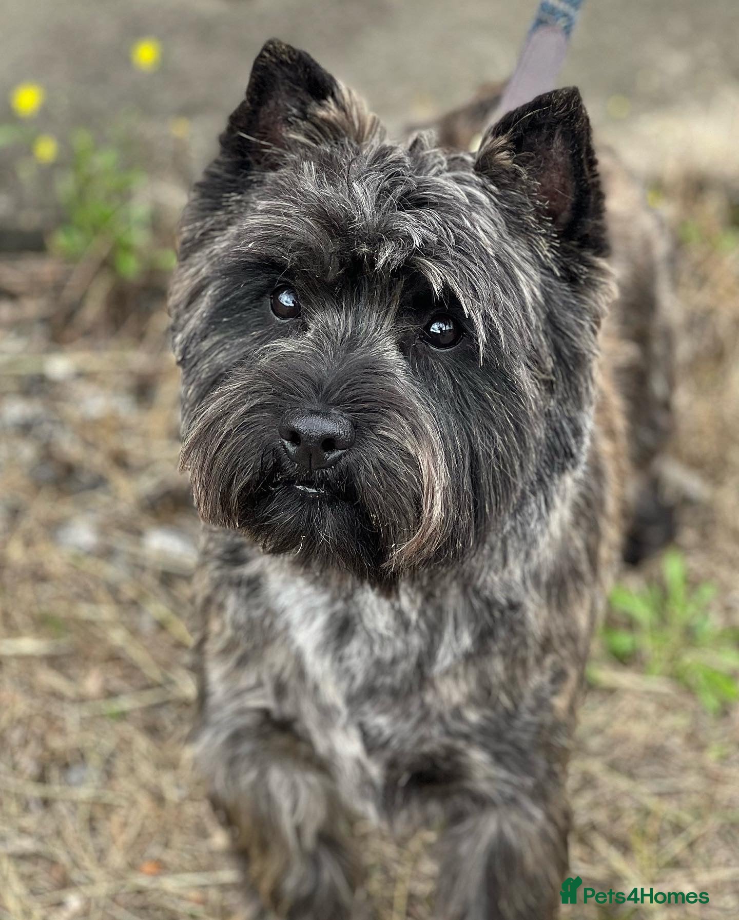 Cairn Terrier dogs Quality Health Tested & proven stud - Advert 2