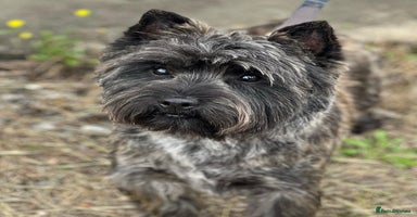 Cairn Terrier dogs in Ripley - Advert 5