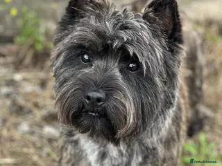 Cairn Terrier dogs Quality Health Tested & proven stud - Advert 1