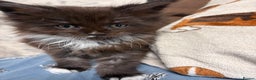Maine Coon cats for sale: Champion Russian line full Maine coon kittens - Advert 24
