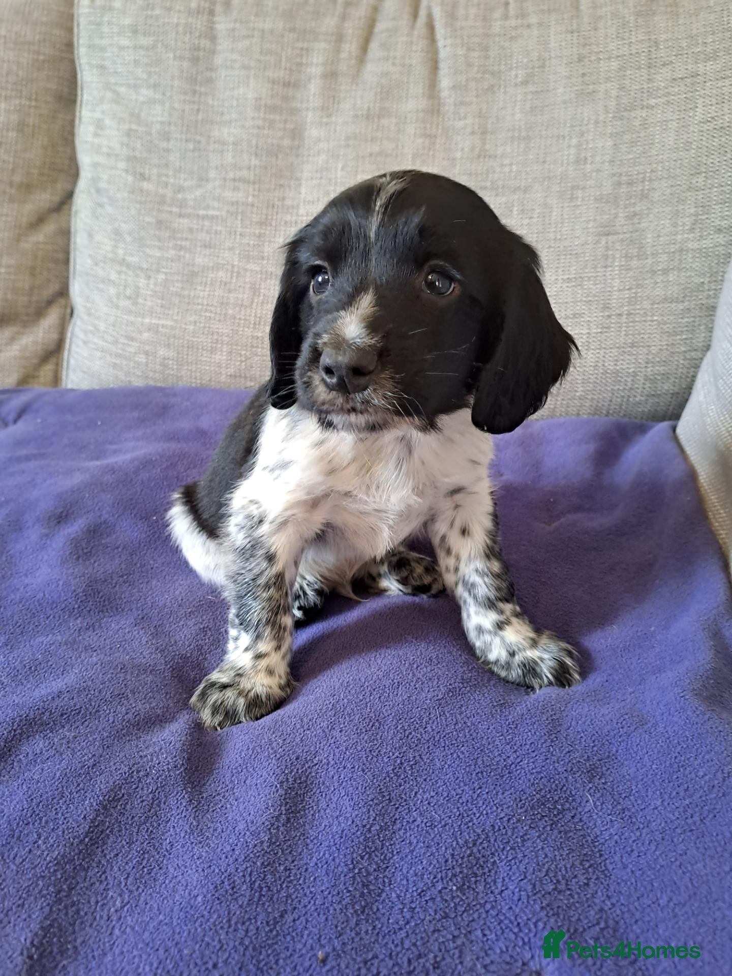 Sprocker dogs Ready this week F1 Sprocker puppies  - Advert 2