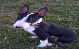 English Bull Terrier dogs for sale: Male Tri colour English bull terrier - Image 1