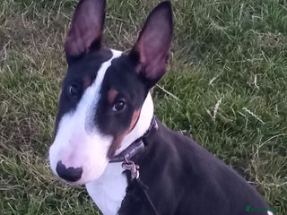 English Bull Terrier dogs - Advert 7