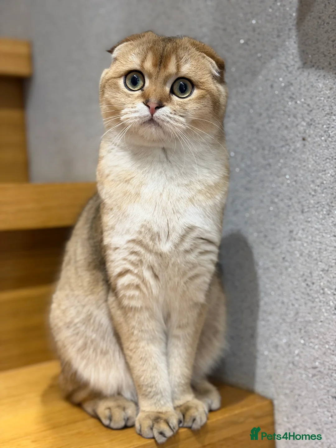 Scottish Fold cats for sale: TICA Active Golden Scottish Fold girl - Advert 2