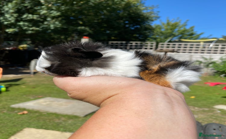 Guinea Pig rodents - Advert 1
