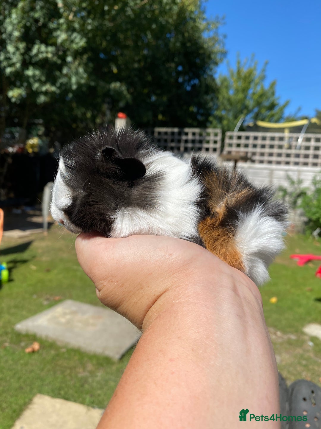 Guinea Pig rodents for sale: Peruvian cross Silkie Longhaired Guineapig Babies - Image 1