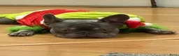 French Bulldog dogs for stud: 🔥 Stunning KC Registered Blue French Bulldog  in Wembley - Advert 5