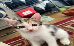 British Shorthair cats for sale: 3 KITTENS! - Image 4