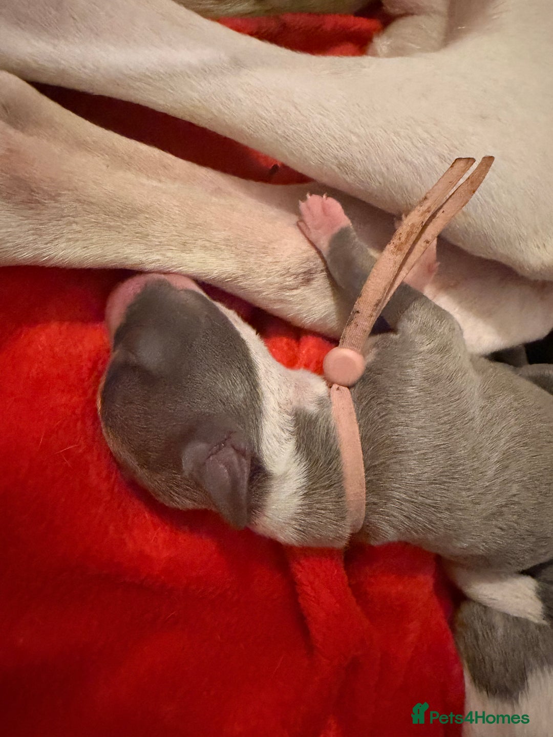 Whippet dogs for sale: Whippets  - Advert 19