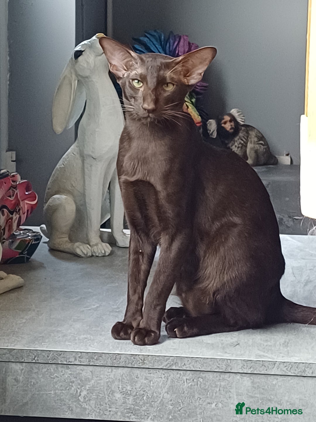 Oriental cats for sale: 2 male oriental short-hair  - Image 2