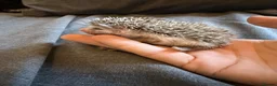 Pygmy Hedgehog rodents for sale: Baby Pygmy Hedgehogs for Sale - Advert 7