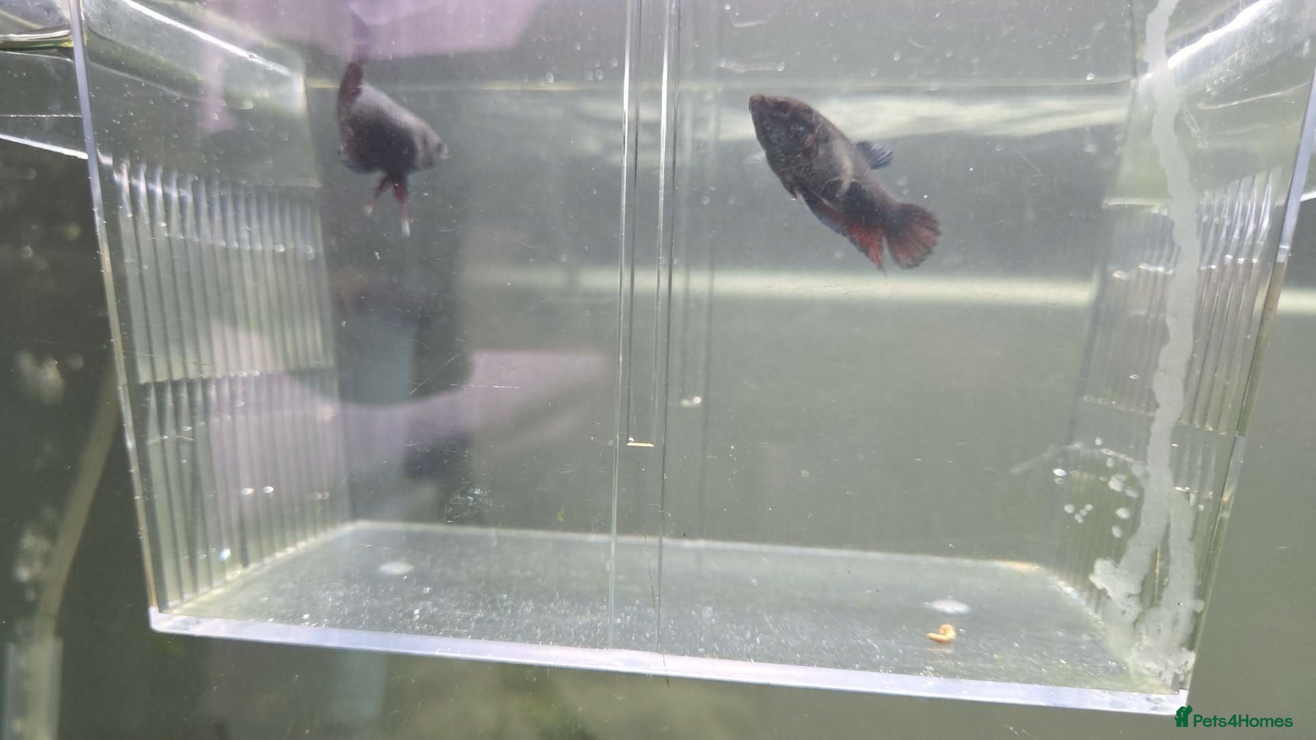 Bettas fish 2 female fighting fish 5 pound for both  - Advert 1