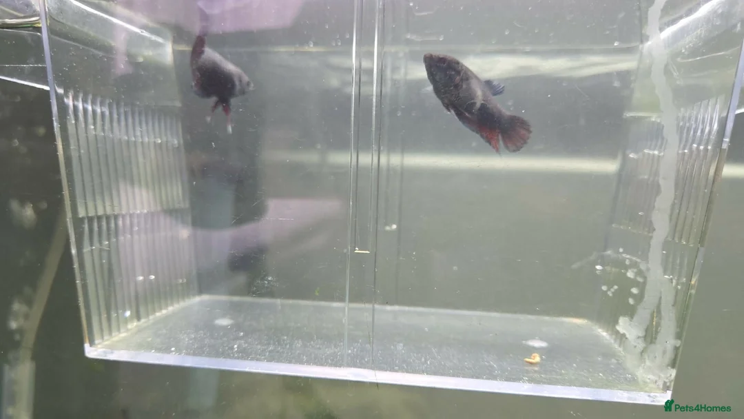 Bettas fish for sale: 2 female fighting fish 5 pound for both  in South Shields - Advert 1