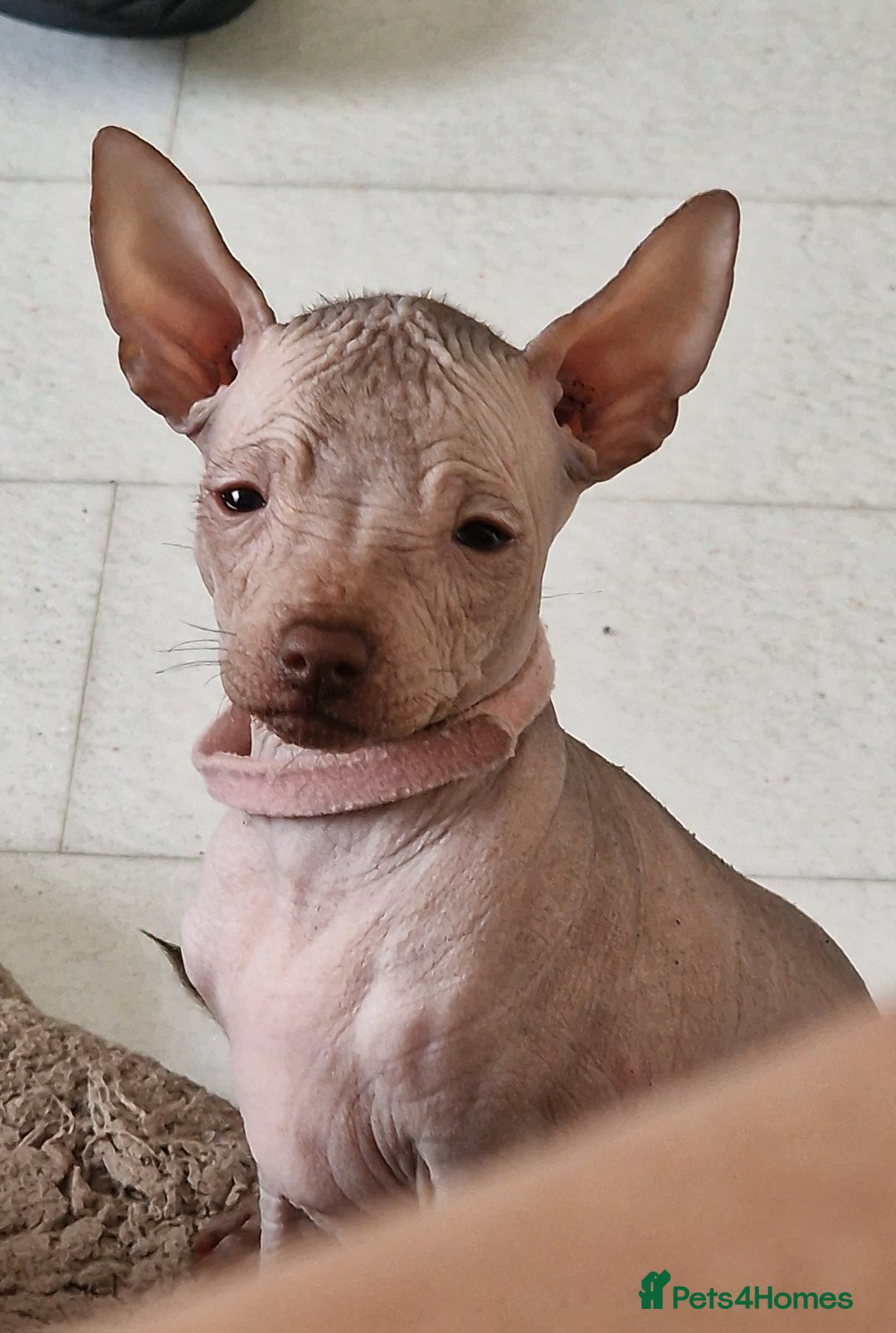 Mexican Hairless dogs for sale:  1 mini boy red  2000 mini black girl 2000. - Image 19